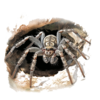 Wolf spider crawling.png