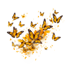 Swarming monarch butterflies 2.png